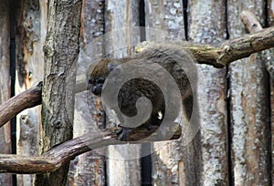 Lac Alaotra bamboo lemur, Hapalemur alaotrensis