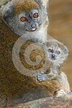 Lac Alaotra gentle lemur