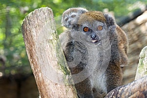 Lac Alaotra gentle lemur