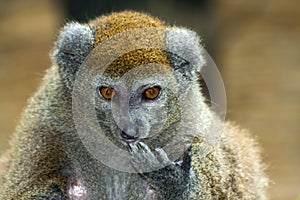 Lac Alaotra gentle lemur photo