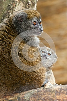 Lac Alaotra gentle lemur photo