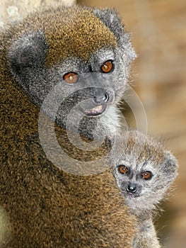 Lac Alaotra gentle lemur photo