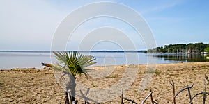 Lacanau sand lake beach with one palm tree and pines forest in france