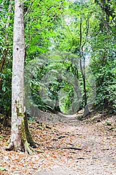 The Lacandon Jungle,Chiapas, Mexico