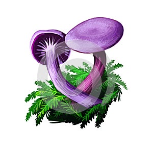 Laccaria amethystina amethyst deceiver, colored mushroom, grows in coniferous forests. Digital art illustration, natural food.