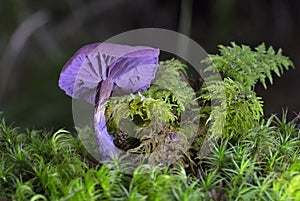 Laccaria amethystina, commonly known as the amethyst deceiver, or amethyst laccaria, is a small brightly colored mushroom,