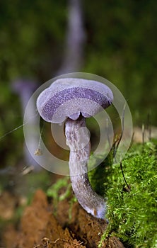 Laccaria amethystina, commonly known as the amethyst deceiver, or amethyst laccaria, is a small brightly colored mushroom,