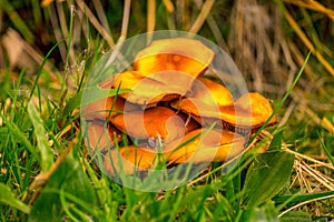 Laccaria Laccata - Deceiver Mushroom