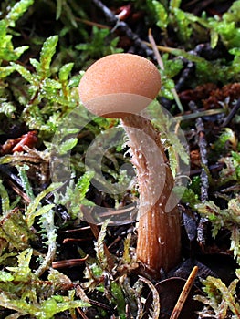 Laccaria laccata Mushroom