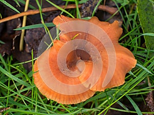 Laccaria spec. or deceiver mushroom