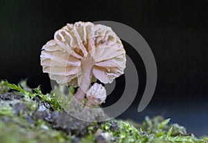 Laccaria tortilis can grow alongside Laccaria laccata, being very easily confused