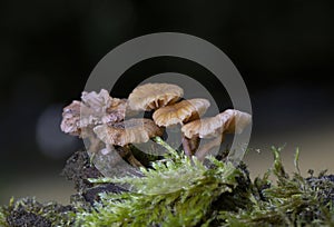 Laccaria tortilis can grow alongside Laccaria laccata, being very easily confused