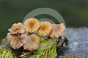 Laccaria tortilis can grow alongside Laccaria laccata, being very easily confused