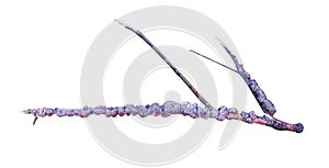 Laccifer lacca kerr , stick rasin on branches of rain tree with many aphids isolated on white background , clipping path