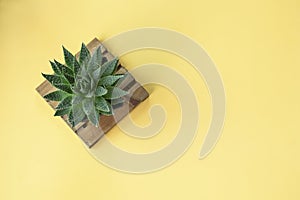 Lace Aloe, Aristaloe aristata green succulent haworthia plant pot on wood coaster with yellow background