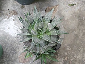 Lace aloe Plant
