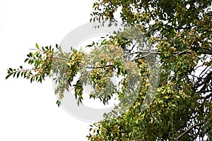Lace bark elm Chinese elm ( Ulmus parvifolia ) fruits ( Samara ). Ulmaceae deciduous tree.