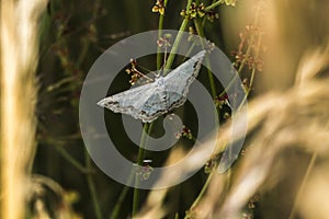 Lace border Scopula ornata