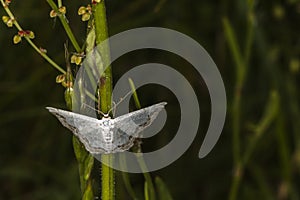 Lace border Scopula ornata