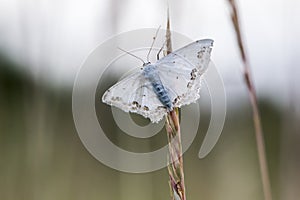 Lace border Scopula ornata