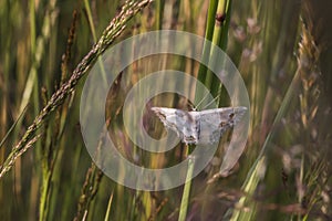 Lace border Scopula ornata