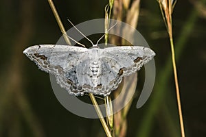 Lace border Scopula ornata