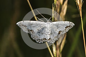 Lace border Scopula ornata