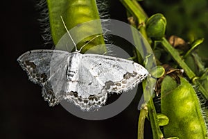 Lace border Scopula ornata