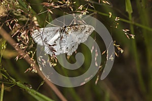 Lace border Scopula ornata