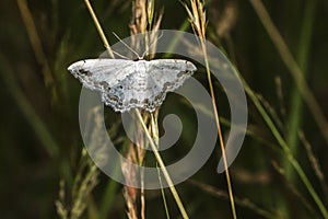 Lace border Scopula ornata