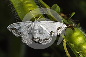 Lace border Scopula ornata