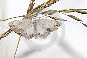 Lace border Scopula ornata