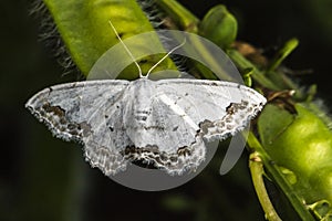 Lace border Scopula ornata