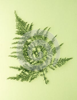 Lace fern or common asparagus fern leaves isolated, foliage background