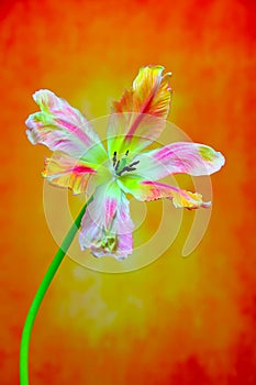 Brightly colored lace fringed tulip with soft and delicate petals on soft background photo