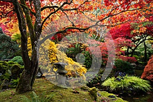 Lace leaf Japanese Maple and Japanese Maple, Acer palmatum, Butchart Gardens, Victoria