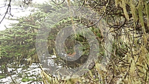 Lace lichen moss hanging, foggy misty forest trees. Fairy mysterious woods, USA.