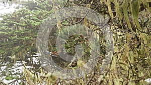 Lace lichen moss hanging, foggy misty forest trees. Fairy mysterious woods, USA.