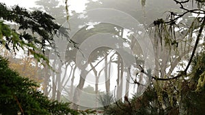 Lace lichen moss hanging, foggy misty forest trees. Fairy mysterious woods, USA.