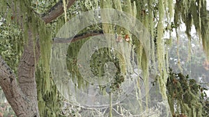 Lace lichen moss hanging, foggy misty forest trees. Fairy mysterious woods, USA.