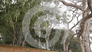 Lace lichen moss hanging, foggy misty forest trees. Fairy mysterious woods, USA.