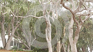 Lace lichen moss hanging, foggy misty forest trees. Fairy mysterious woods, USA.