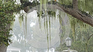 Lace lichen moss hanging, foggy misty forest trees. Fairy mysterious woods, USA.