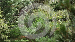 Lace lichen moss hanging, foggy misty forest trees. Fairy mysterious woods, USA.