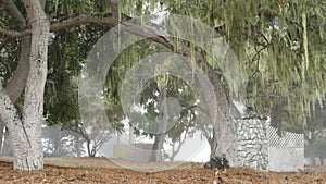 Lace lichen moss hanging, foggy misty forest trees. Fairy mysterious woods, USA.