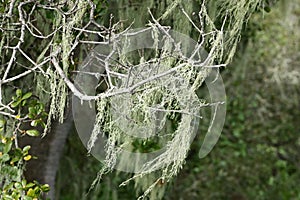 Lace lichen, Ramalina menziesii, 2.