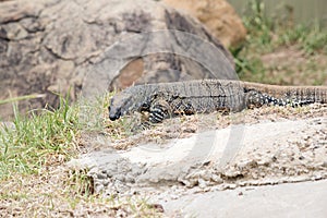 The lace lizard has a black face with a body of black and white spots