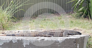 The lace lizard has a black face with a body of black and white spots