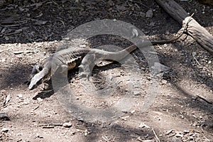 The lace lizard is moving along the ground