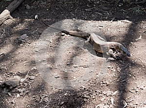 The lace lizard is moving along the ground